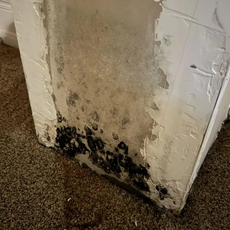Professional Mold Removal in Molino, FL
